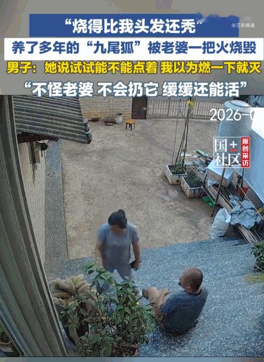 笑不活了，云南昆明，一女子看着老公养的“九尾狐”毛茸茸的，就想试一下能不能点着，