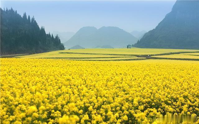 罗平油菜花，满目金黄香百里，一方春色醉千山～