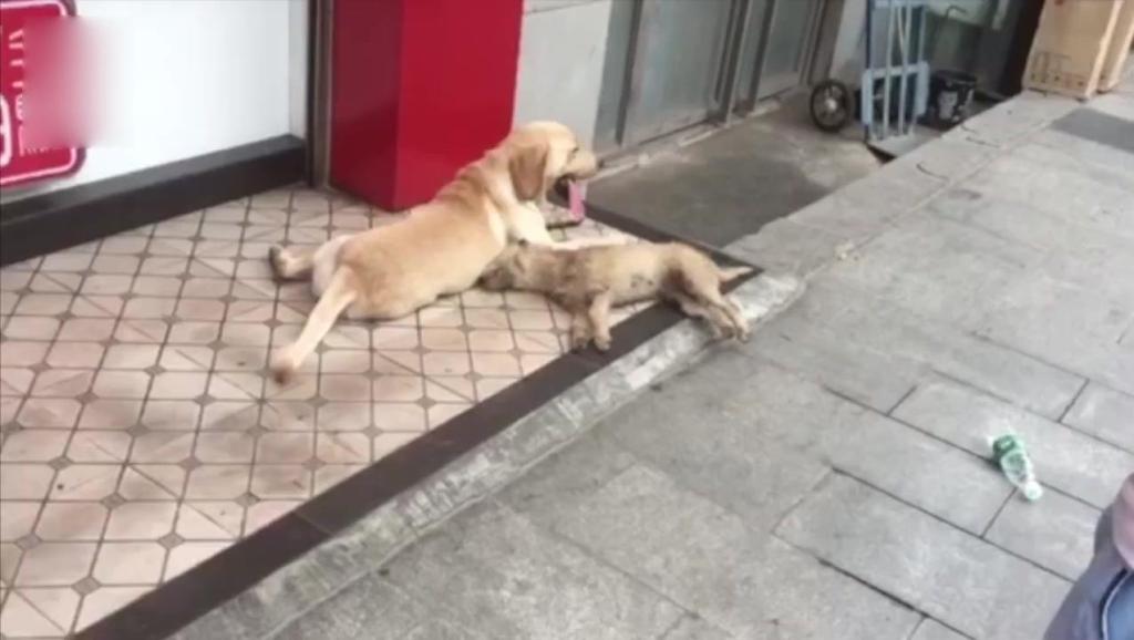 狗狗怎么分公狗母狗 4661788241674297090.jpg?id=0