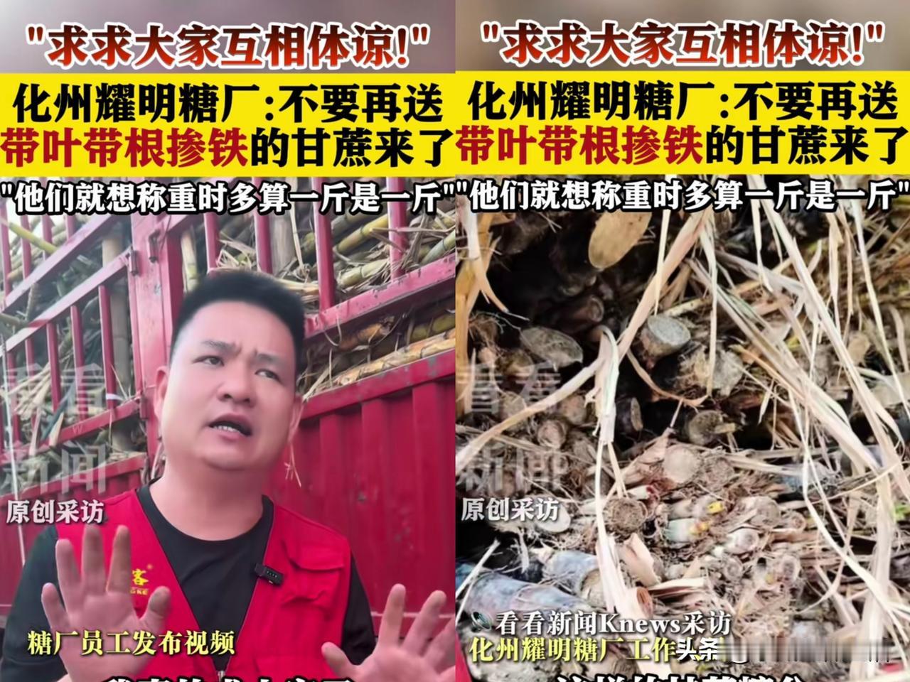 化州耀明糖厂果然又出问题了！本来他打开大门接受来自全国各地运来的甘蔗就不是什
