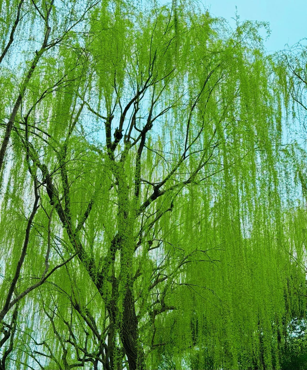 来江南吧，看一场柳丝与湖水的缠绵！总感觉江南的春天，从柳树抽芽的时候就已经