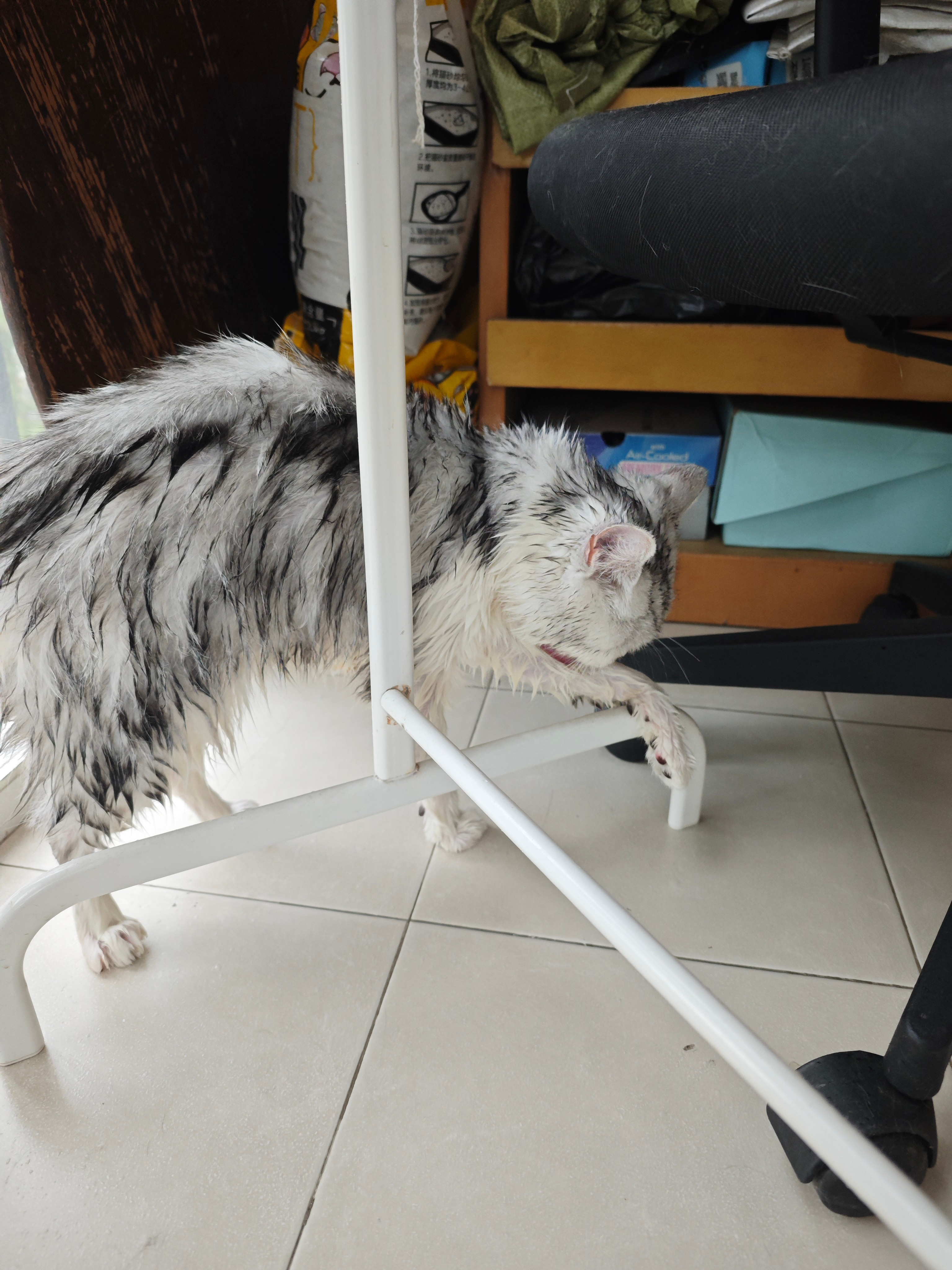 跳跳是只起司猫又干架了​​​