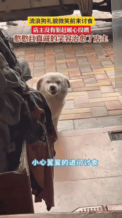 一只把人情世故摸透的狗狗，小心翼翼讨食的样子，懂事得让人心软。温柔狗狗