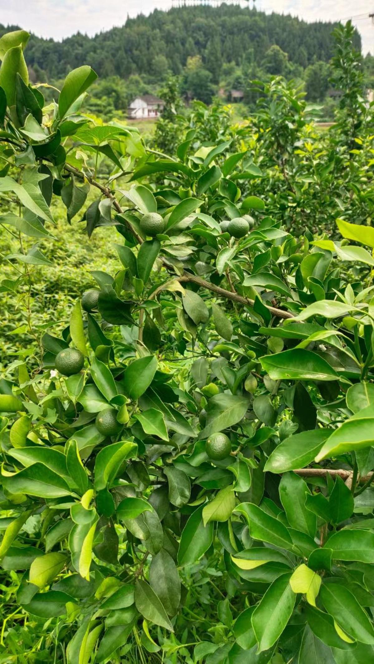 柑橘修剪口诀，一学就会，一用就废！有没有同款！柑橘种植分享我的种植经验分享果