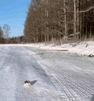 没有见过这么大的猫头鹰，目测他的体重至少要在七八斤以上，看它捕猎的过程，相当的精