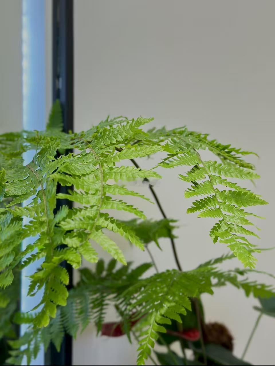 锂电12大核心材料龙头企业🔥·锂矿（锂电池最上游资源）：赣锋锂业（全球锂业龙
