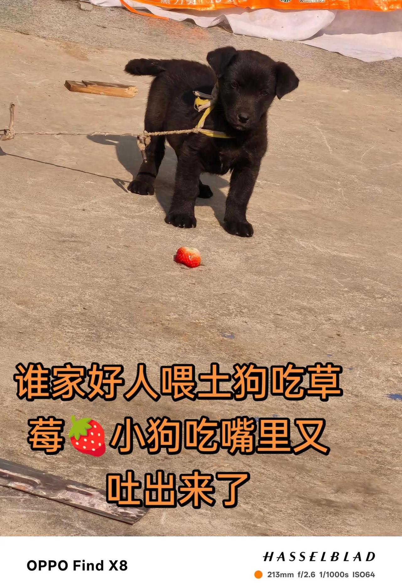 我对这小孩无言以对，小狗也无语至极