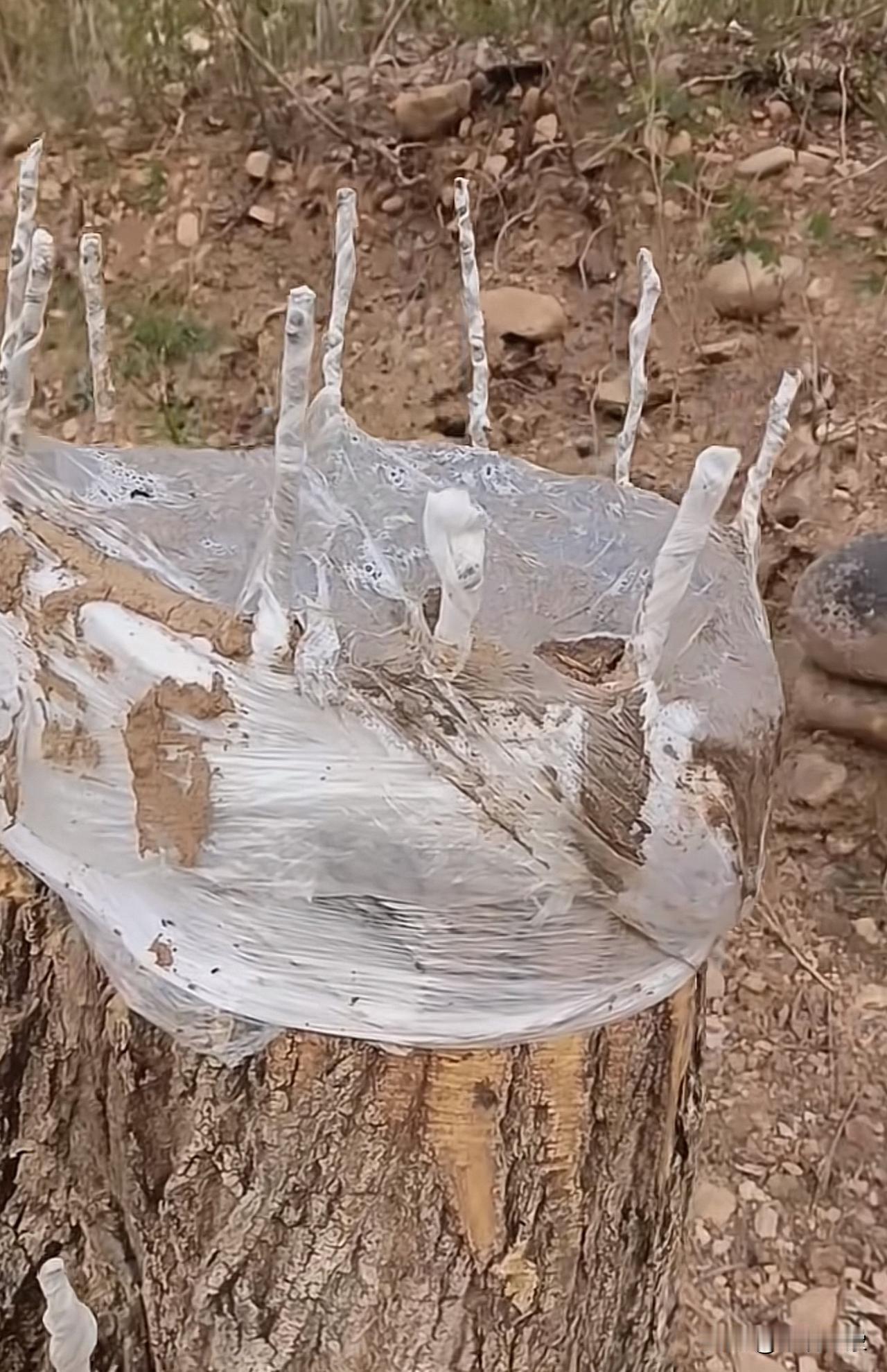 我这个杨树嫁接个桃树，不知道能桃不？嫁接