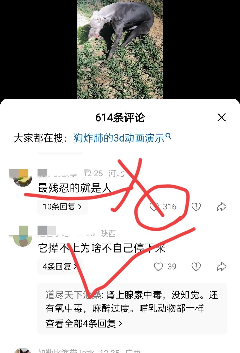 “圣母”的逆天搞笑操作当一个人去对着一条，因为意外而造成自己死亡的狗说:看