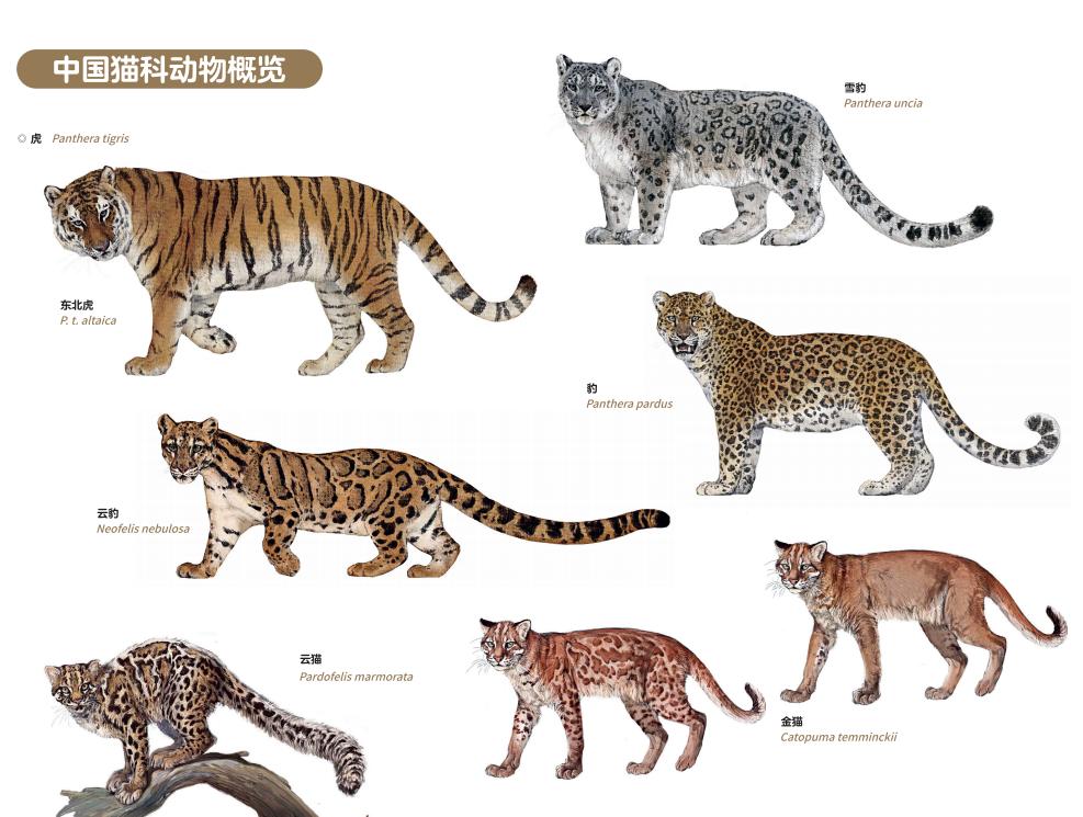 我国现有十几种稳定记录的野生猫科动物，是世界猫科动物多样性较高的国家，分为大型、