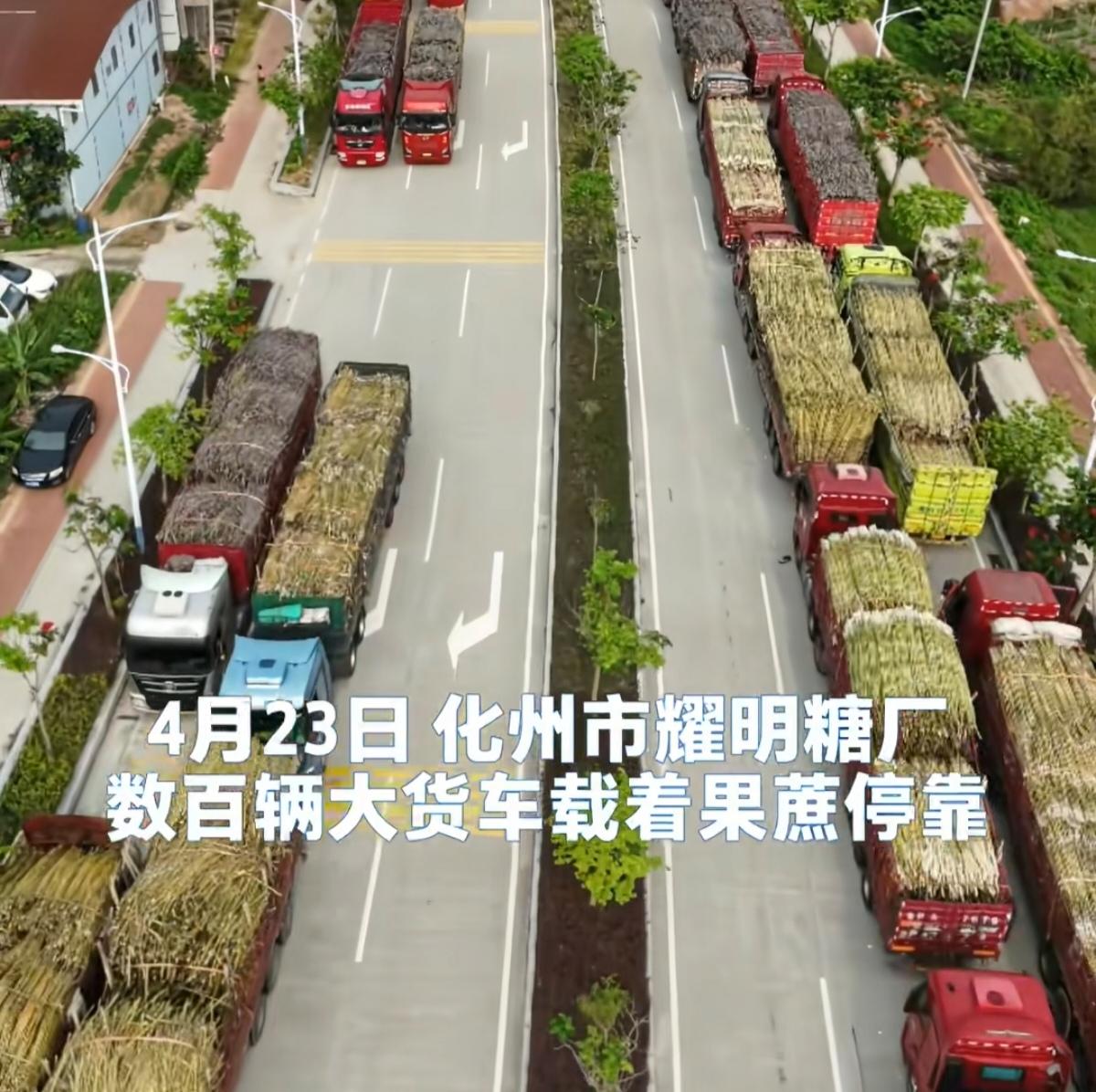 果蔗烂在地里没人要，这家糖厂却说：运来我全收！南沙榄核镇的陈女士，60多岁了