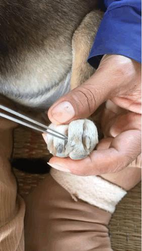 狗子的爪缝里有一只蜱虫，直接这样硬拔会不会容易感染？滴风油精啊