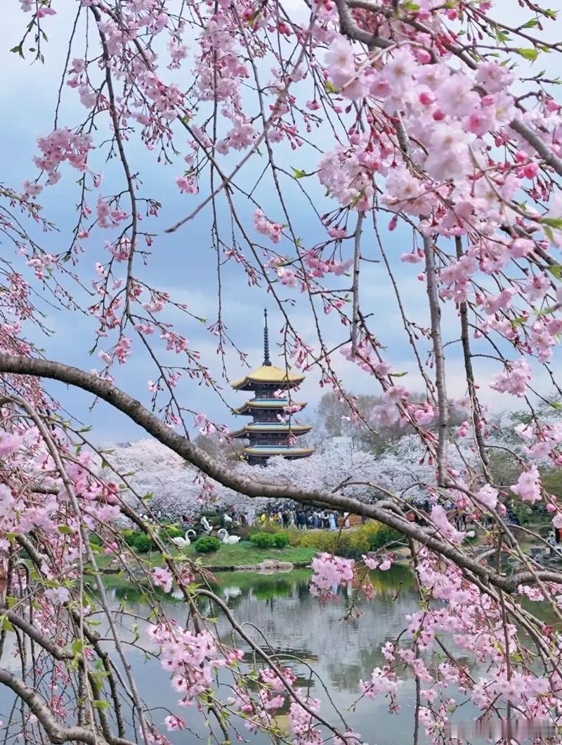 花开时节遇见最美城市武汉樱花心动暴击春日限定，春风十里，不如花间一笑，去樱花里，