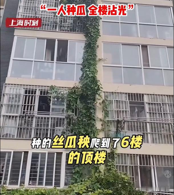 连云港，一楼的阿姨，在自家院子种上丝瓜。谁知道，一个月过去，丝瓜藤逐渐成长，慢慢