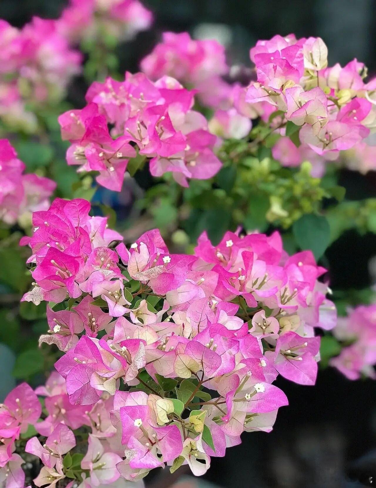 街角的围墙、居民的阳台，总少不了三角梅的身影。它不算名贵，却把日子衬得热烈鲜活。