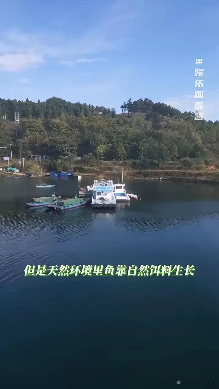 老百姓维护了10年的生态环境，一两鱼都不允许钓，现在却有人要捕捞60万斤。贵州洪