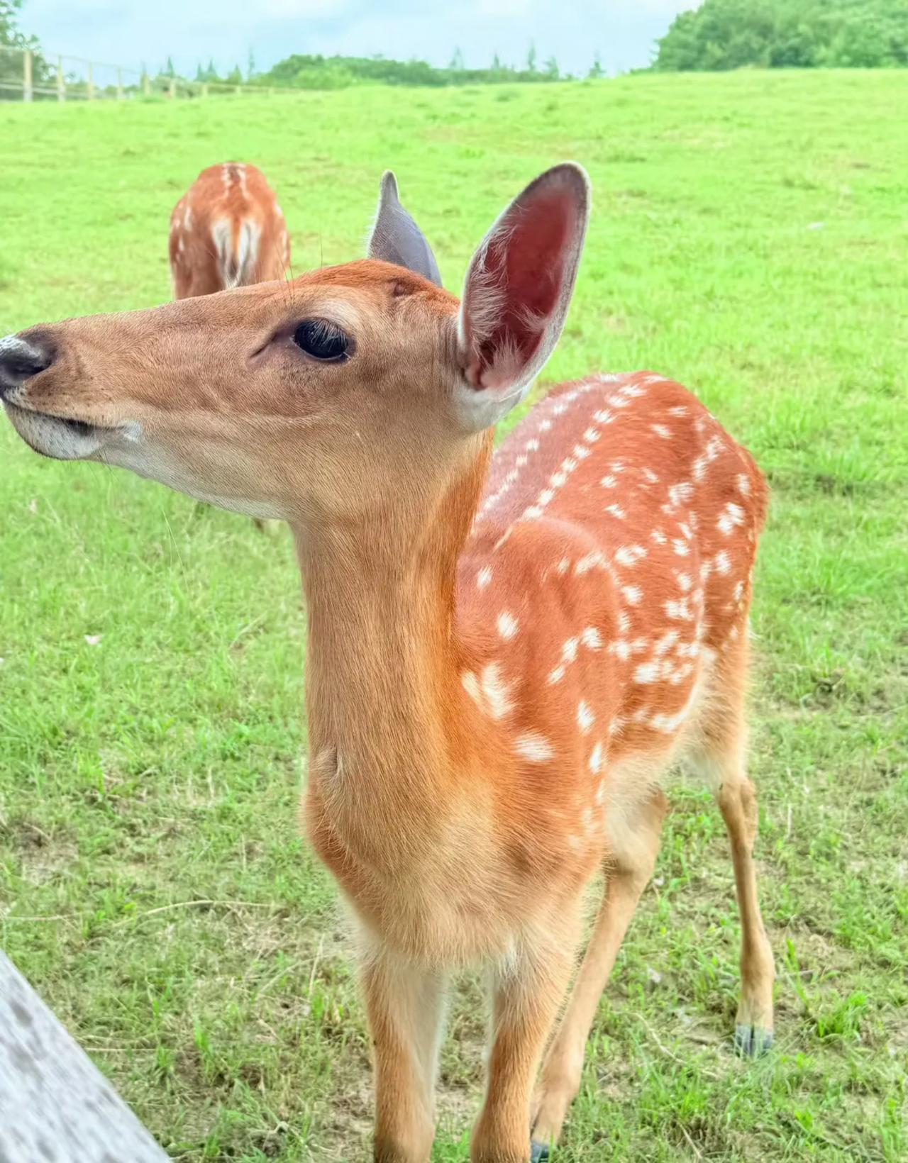 不去奈良也能看到小🦌啦！地址：杭州良渚遗址公园🉑大家可以提前在家准备好