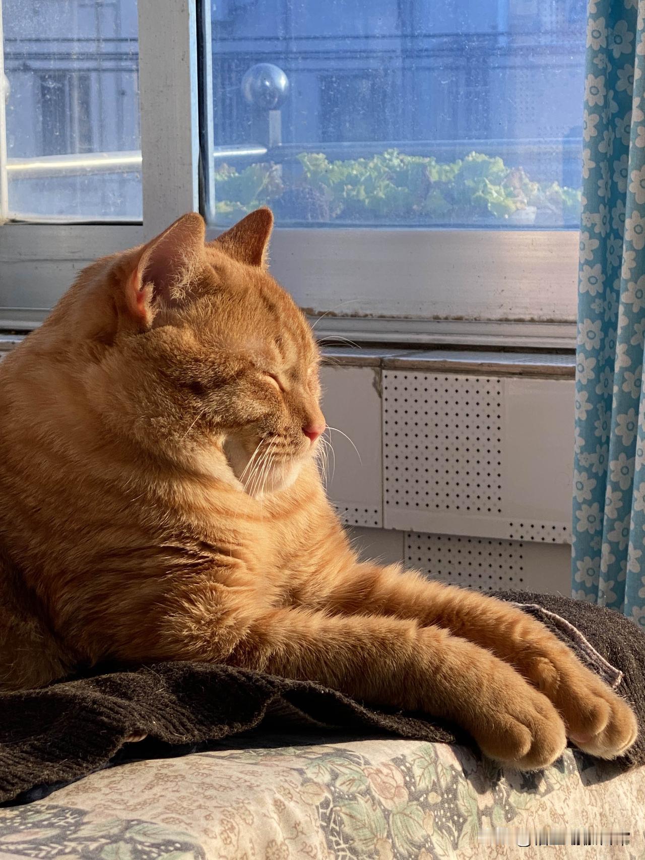 我家的橘猫月月我家的月月出生了六个月，现在已经是大胖子了，你们的猫咪胖吗？