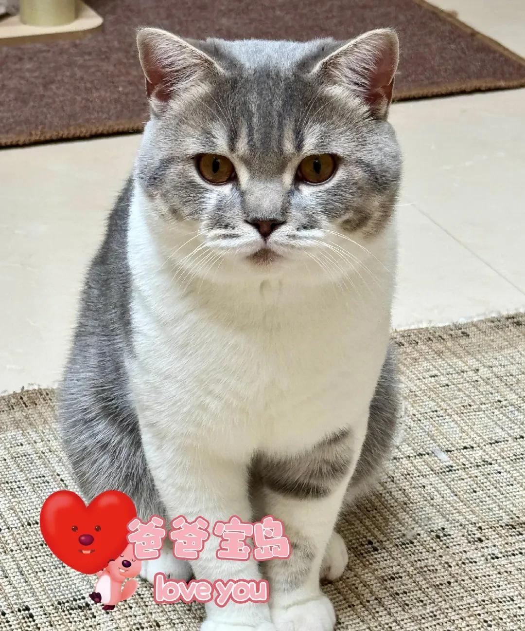 黄安晒猫咪一家四口，网友称美好愿望、静候佳音8月28日中午，黄安在社交媒体发文