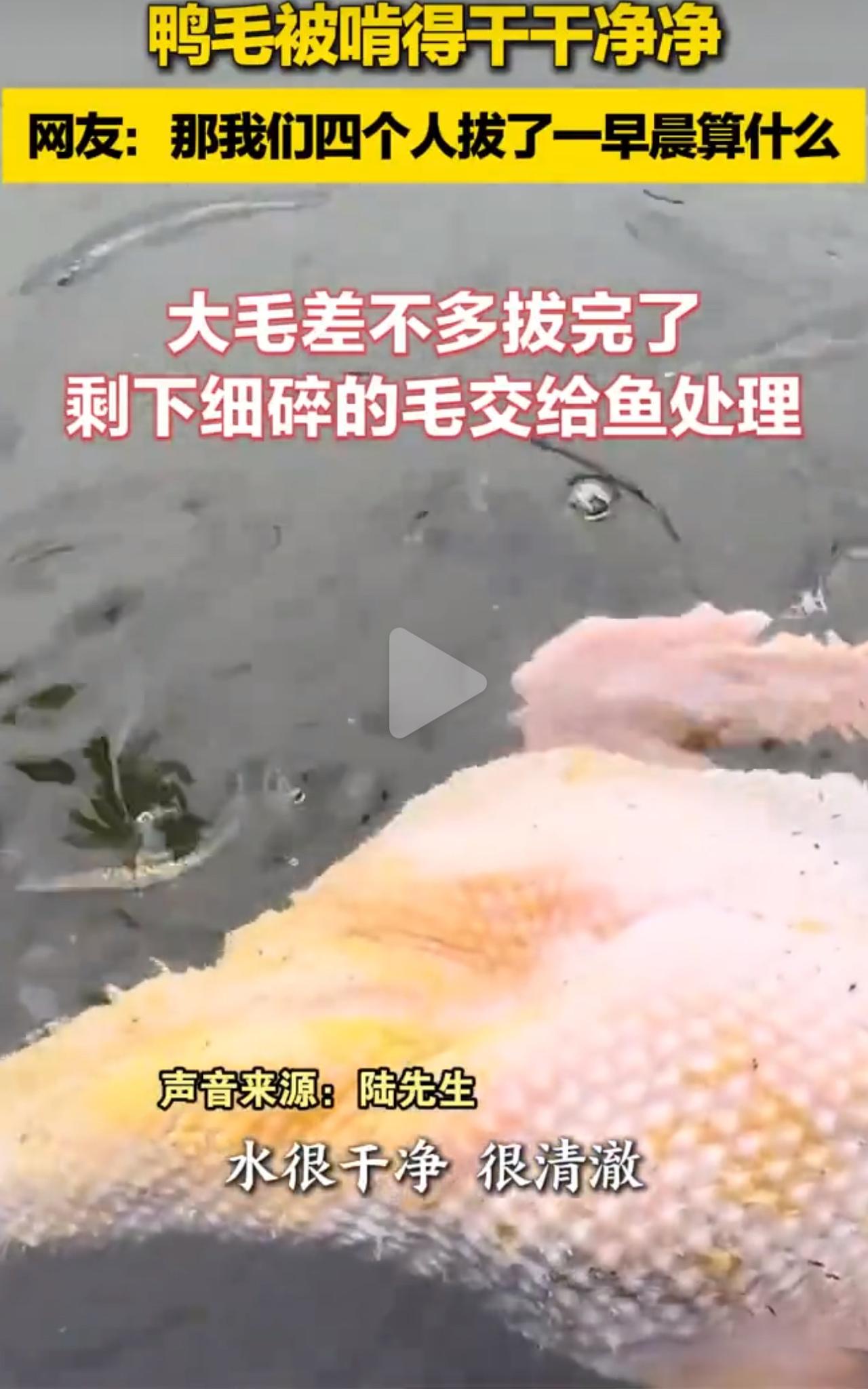 2月14日，百色的陆大哥拔鸭毛拔到手指发僵，看着剩下的细绒毛犯了愁。灵机一动，他