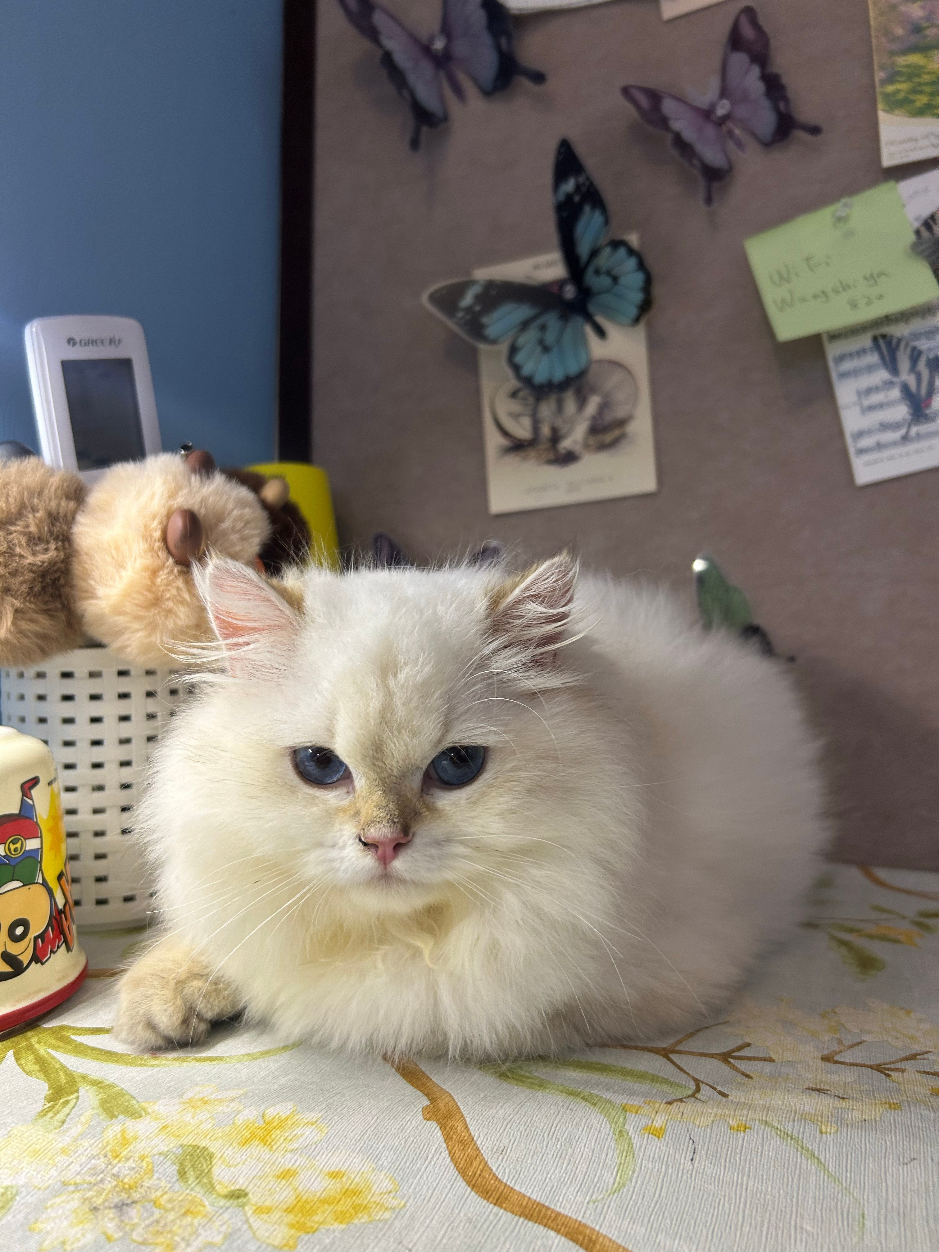 分享小for的绝世美猫三亚