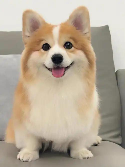 为何有的人宁愿养狗，却对自己父母不孝顺？！因养狗带来可控的情感回报与陪伴，