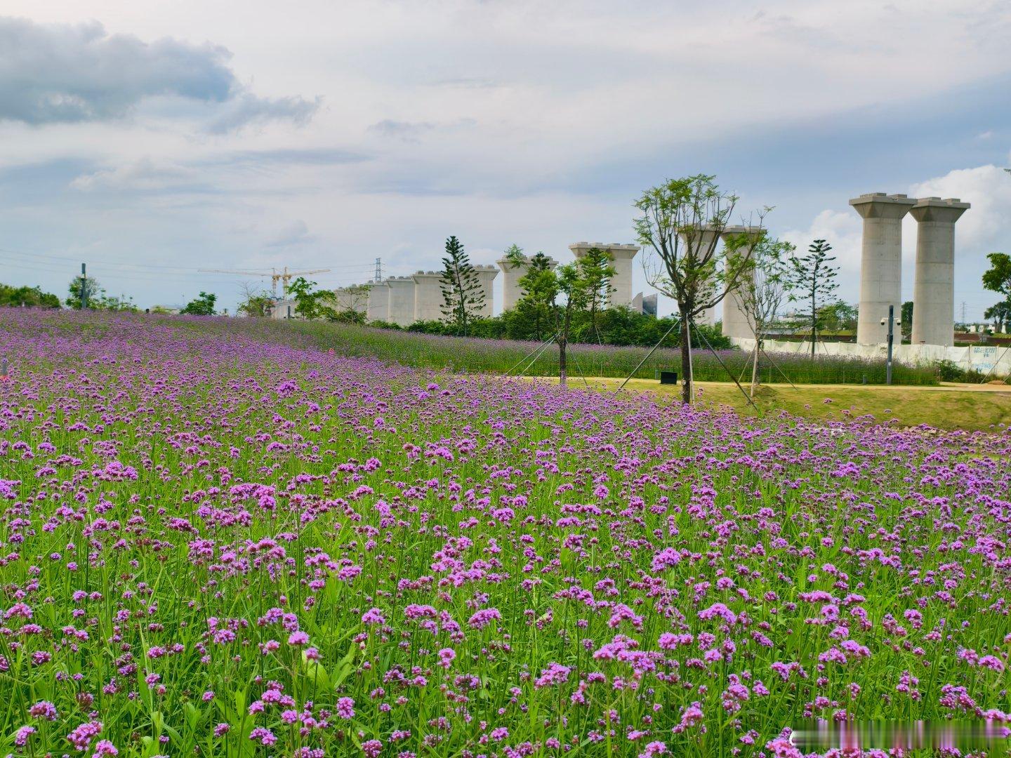 生态中山人才公园紫色马鞭草花海🚲中山·中山人才公园
