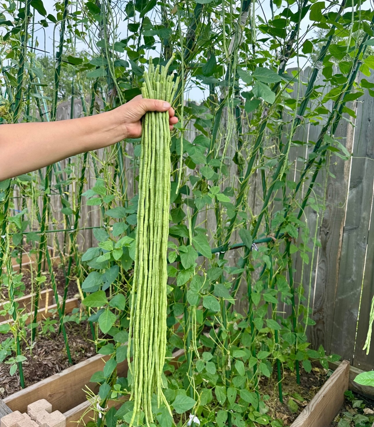 豆角的种植方法简述如下：一、选地与整地：选择土层深厚、肥沃疏松、排水良好的土壤，