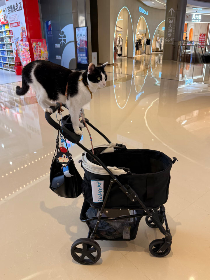 这只小猫已实现宠物推车自由～