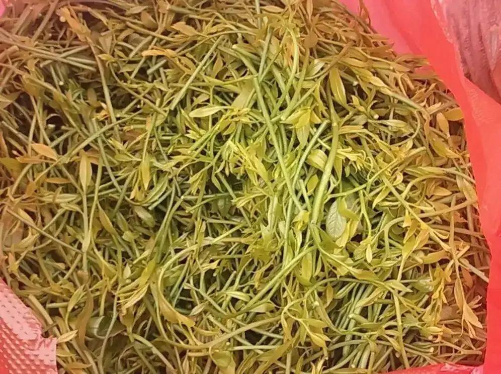 120元斤！野菜“天花板”雷公菜，亩产1.5万元，种植户：价格已经腰斩了谁