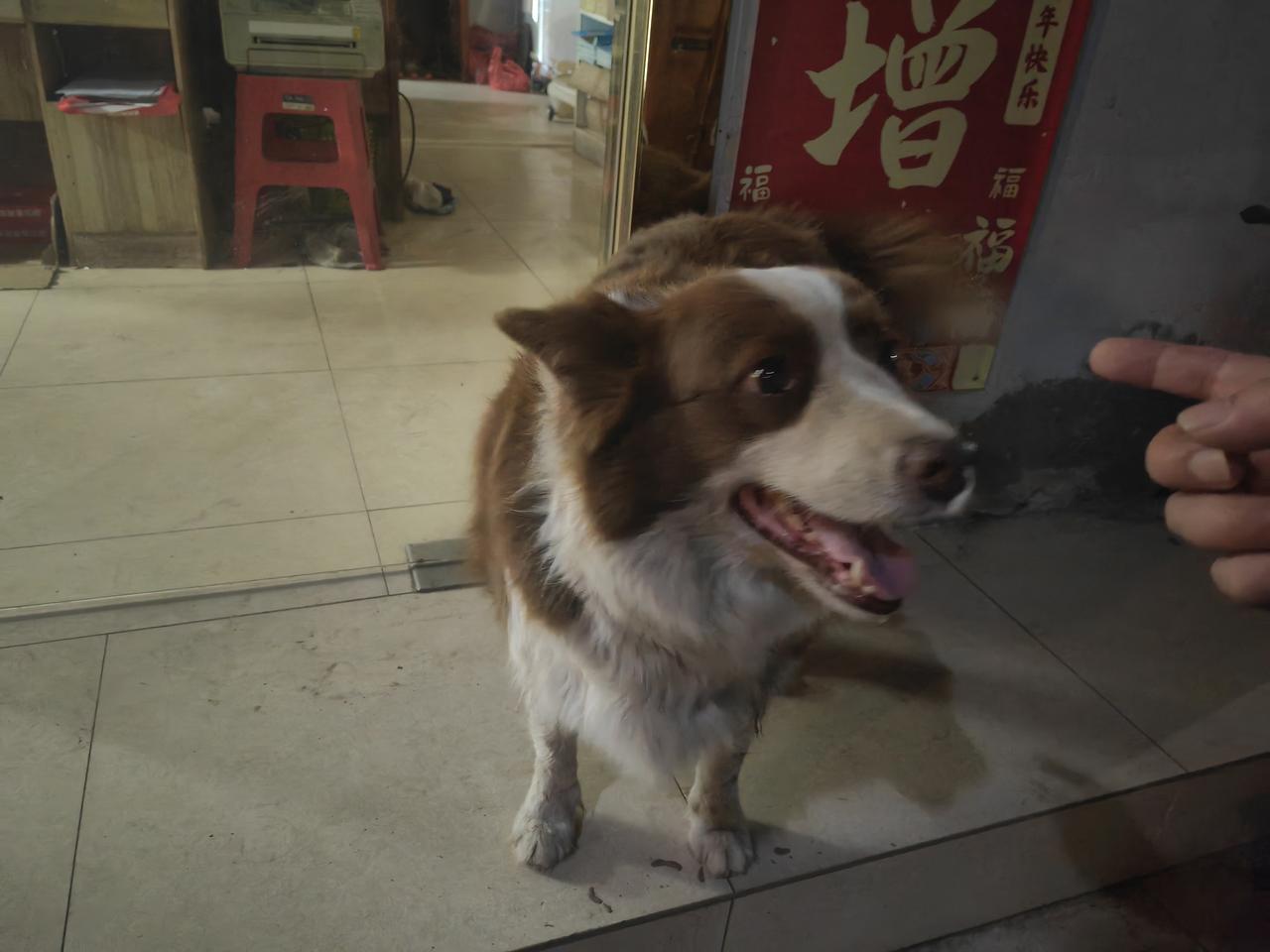 去看了这条熟悉的小狗，风很轻，空气很清香，所以狗狗闻到了我身上的味道，它乖乖地跑