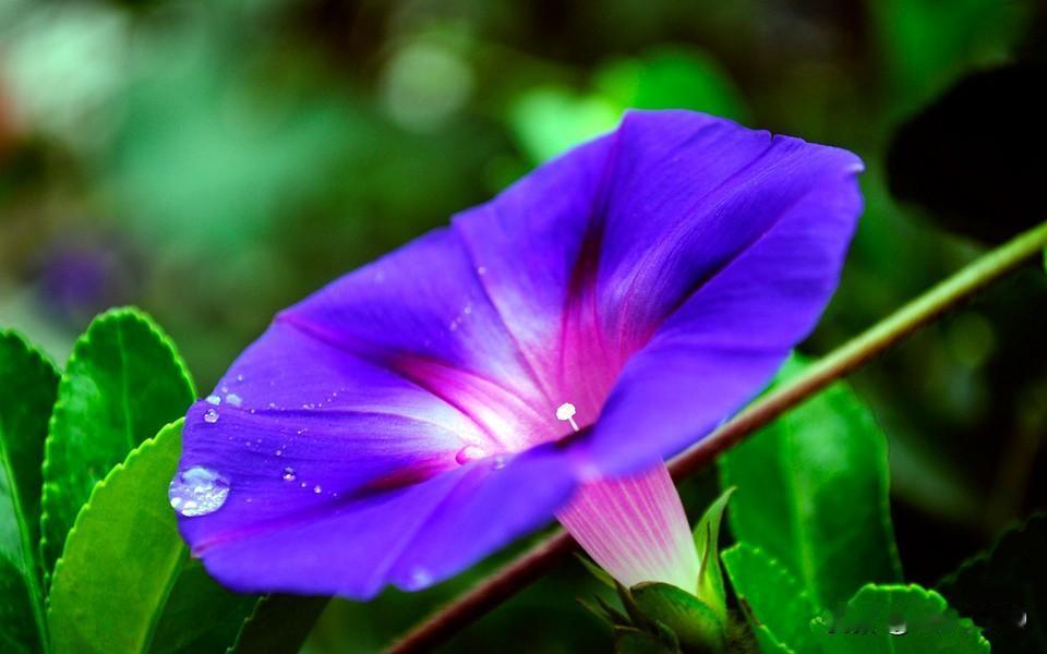 牵牛花真的是很有魅力的花。它还有喇叭花、勤娘子等名字，是一年生缠绕草本植物。我