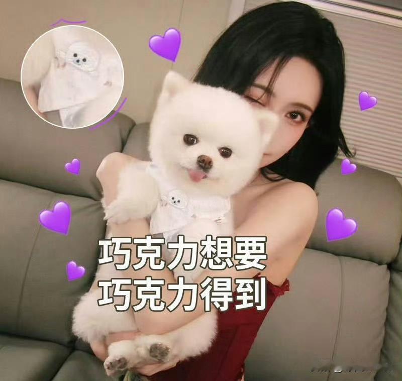 12月25日，横店顶流【巧克力】要开号了！孟子义的小狗【巧克力】从桃花坞第一季