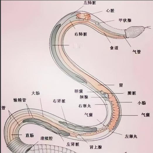 打蛇不打头！很多人都不懂，野外遇到蛇千万别打头，这有可能会让自己陷入陷阱，其实蛇