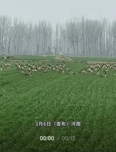 3月6日，河南一男子到自家的小麦地里工作，突然发现一群大雁飞到了自家地里，男子也