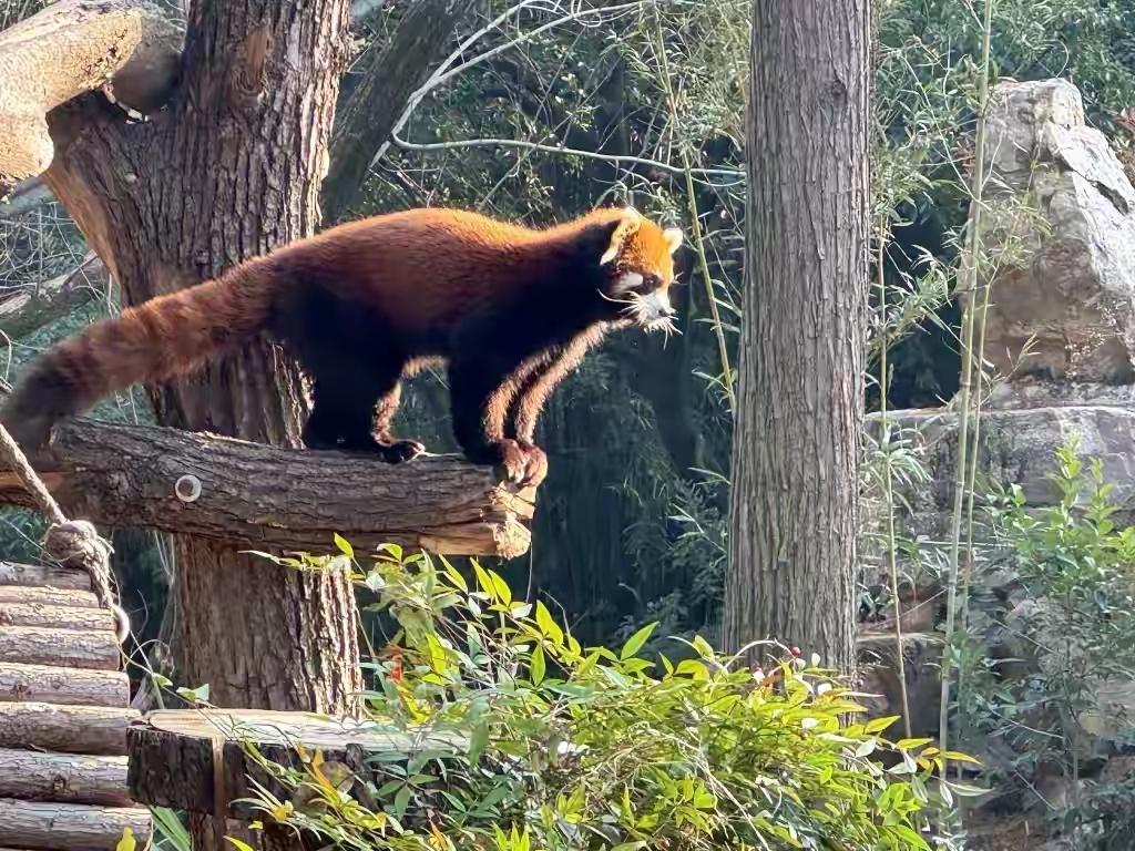 2025上海台北城市论坛刚落幕，最萌