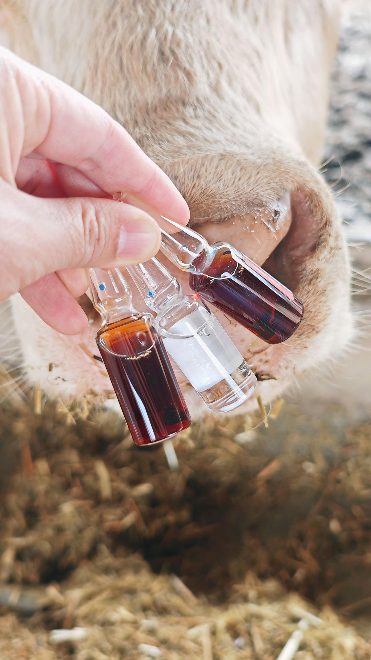 养羊人养殖人加油牛羊养殖