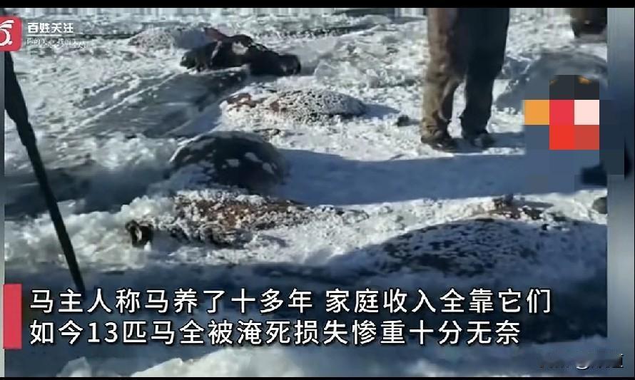 太可惜了，12月5日黑龙江省嫩江市一位七十多岁的农场主，养的十三匹马走失了，找了