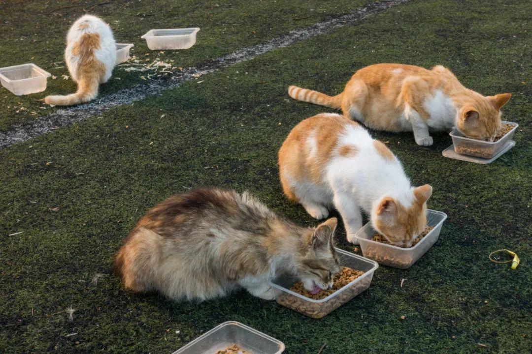群里师姐说流浪猫多，全是政府不作为。师弟说主要是弃养的人太多。她回：世界只看结果