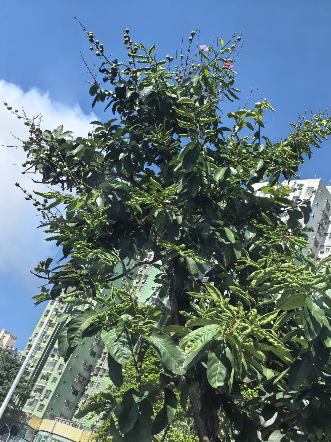 六月中旬看到的这棵树才开花，前几天经过这棵树已经硕果累累。