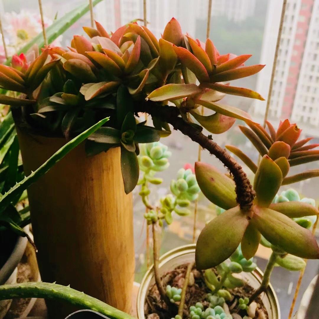 我家阳台上的这盆，是不是很吸睛！火祭属于多肉植物，它的叶片呈长圆形，紧密排列