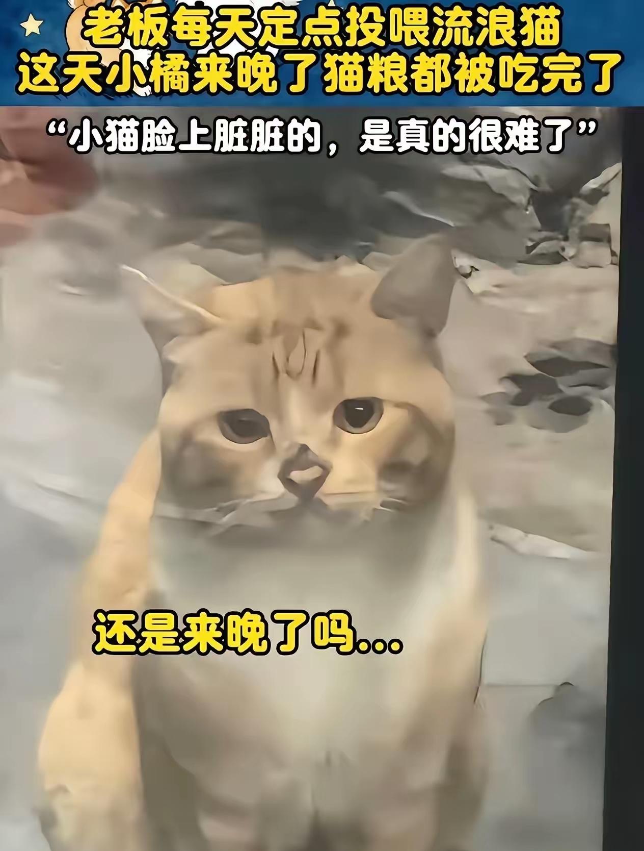 流浪猫因为来晚了，错过了男子的投喂时间，正当它准备饿着肚子转身离开时，男子却带着
