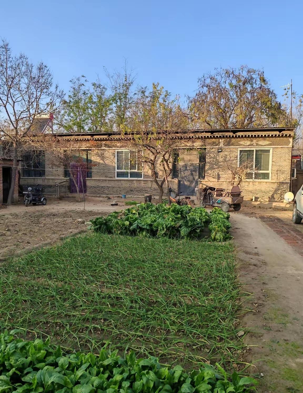 回老家后才发现，邻居在我家那荒废的院子种满了菜。刚到家，邻居就赶忙过来跟我说:“