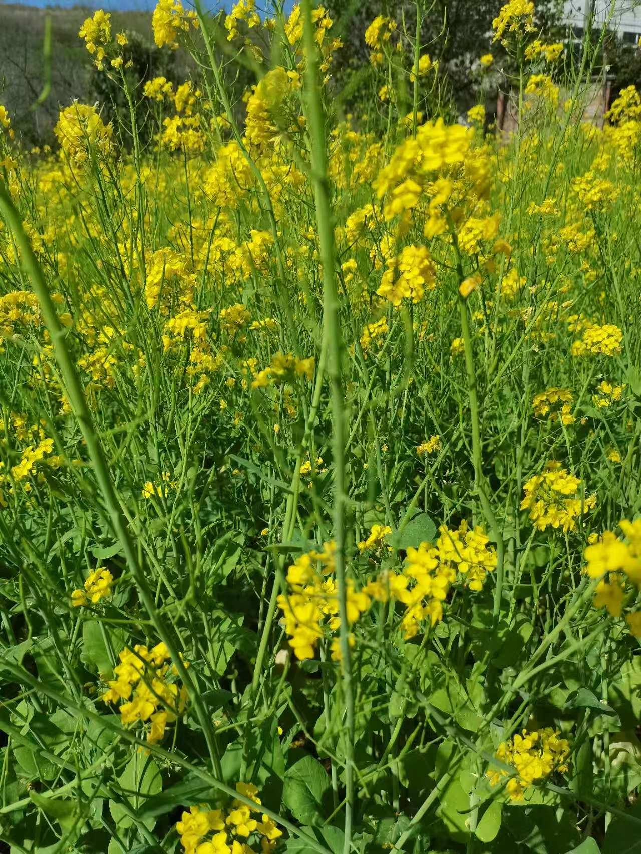 最近，有很多人开始跟风改成8元的保号套餐，大家都觉得这样可以省下不少话费，而且还