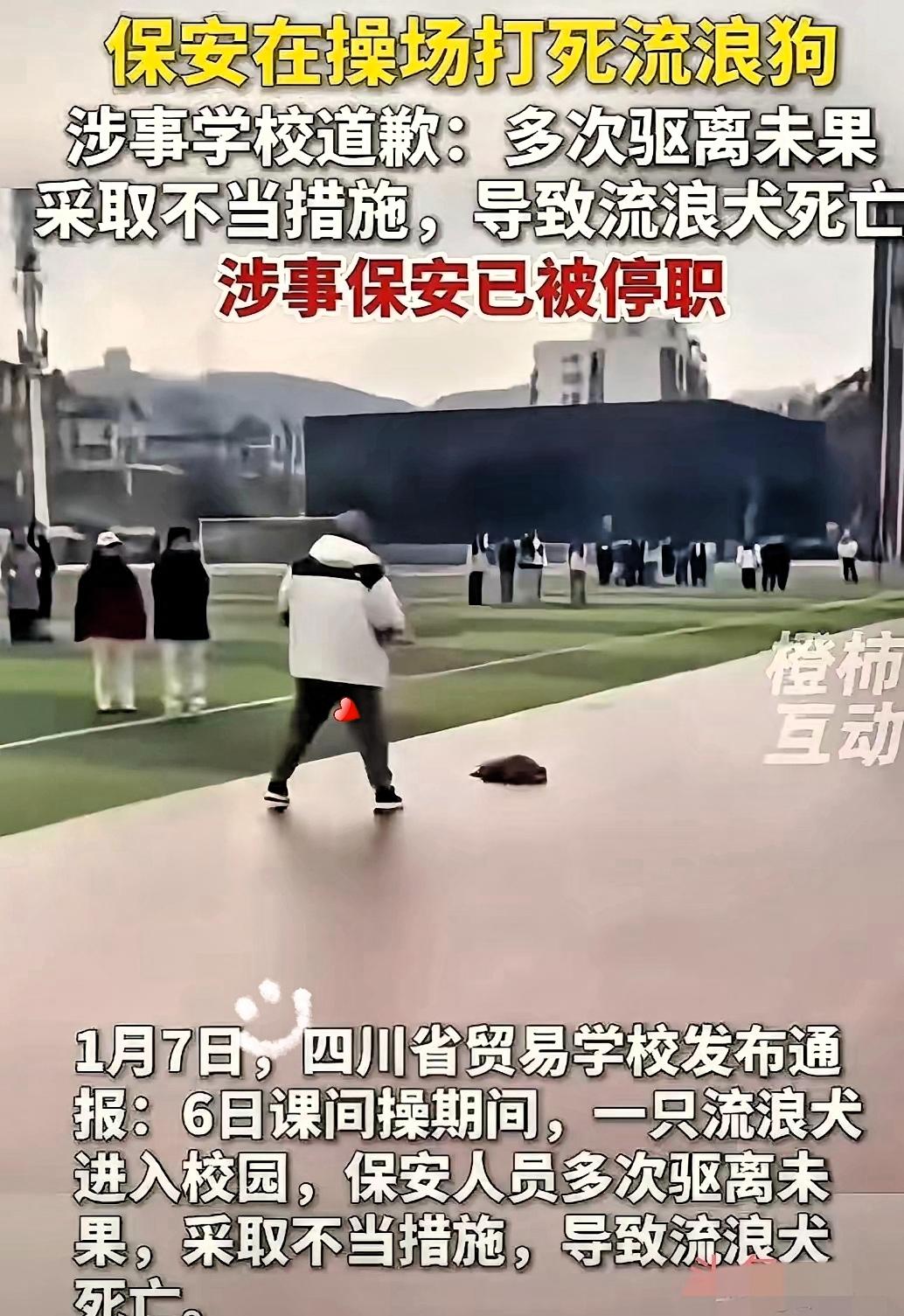 四川雅安这档子事，看得人如鲠在喉。一只流浪狗闯进大课间，满操场的孩子。保安驱离