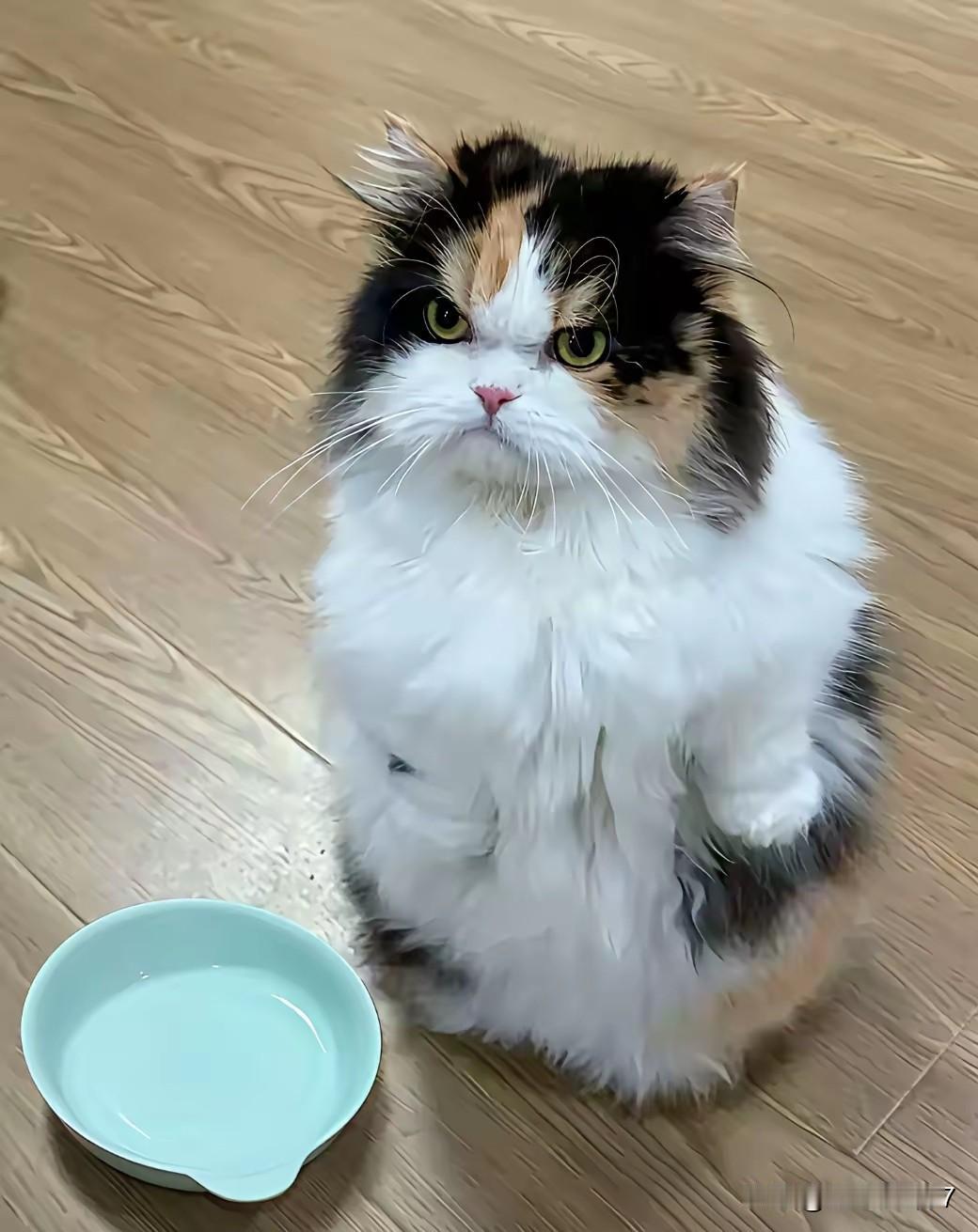 打工人忘喂猫，回家被“甩脸子”全过程太好笑！网友早上接领导电话急着出门，把