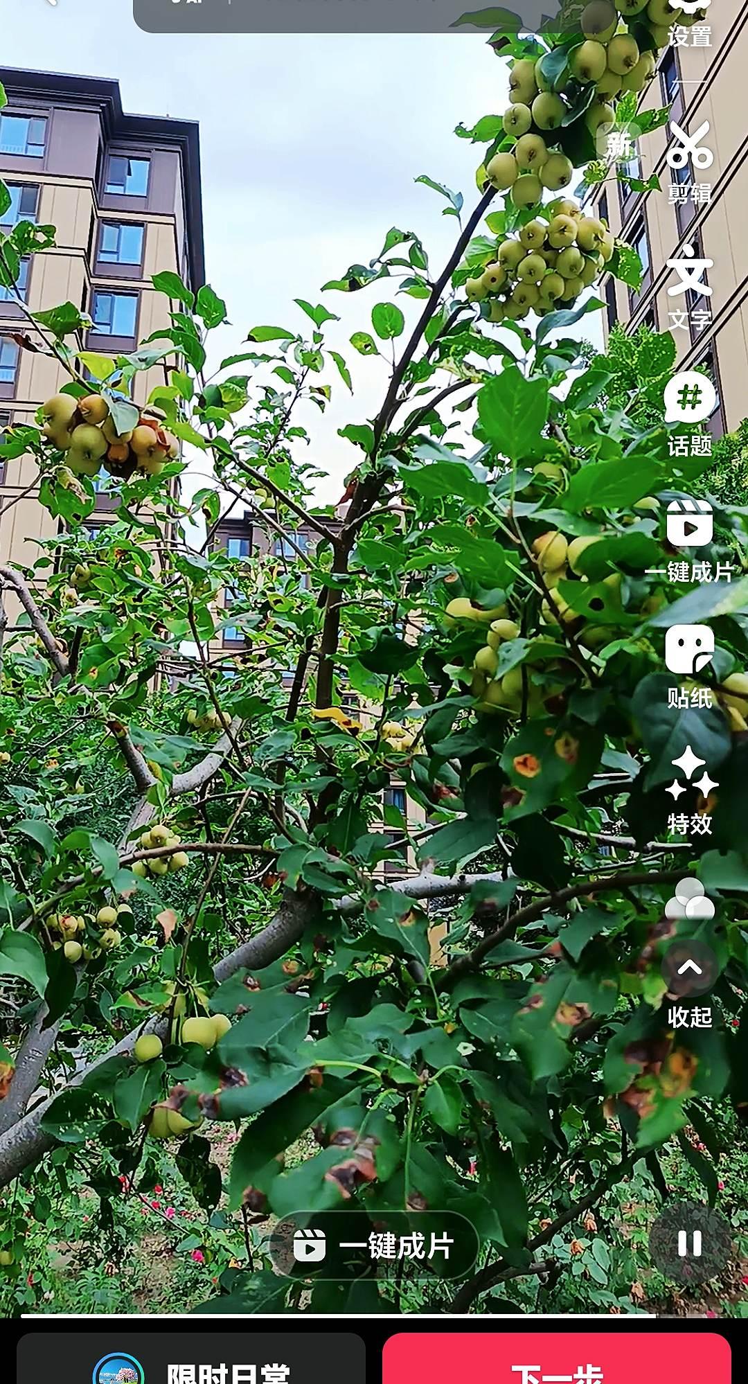果树成长记结满果实的果树绿化带的果树果实挂满枝头