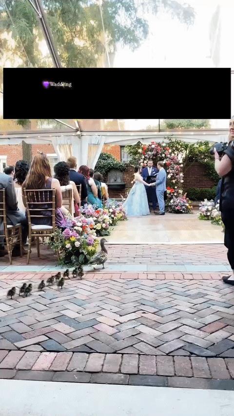 婚礼上来了一群不速之客……[大笑]