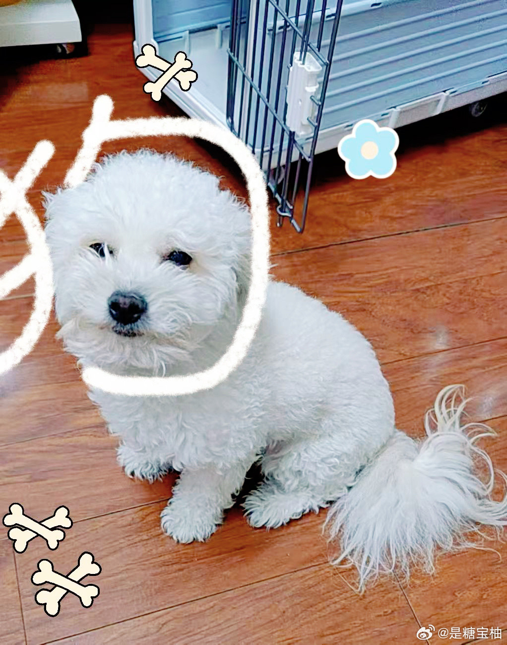 刚才另个📱死活找不到了只隐约听到有震动的嗡嗡声在家到处翻最后在狗窝里找到了?