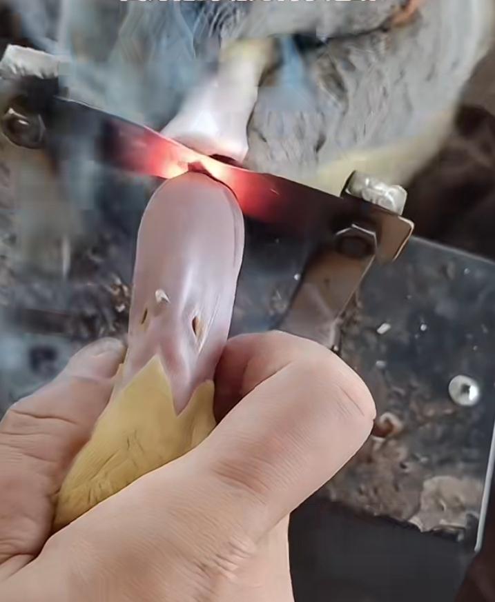 一家养殖场大约有5000只鸭子，一天养殖场负责人他媳妇拎了一个非常奇怪的铁物件，